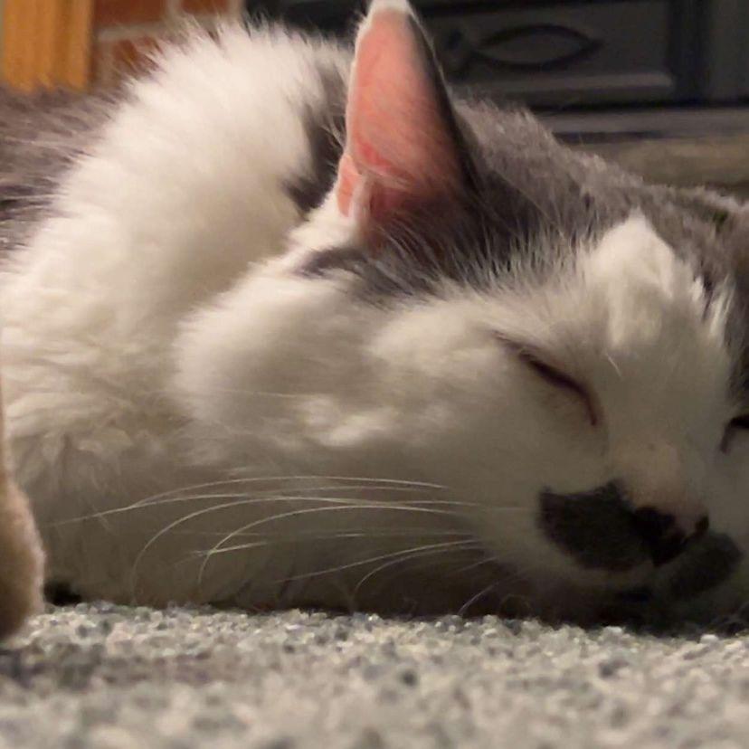 Chris' cat with the biggest attitude on Earth -_-