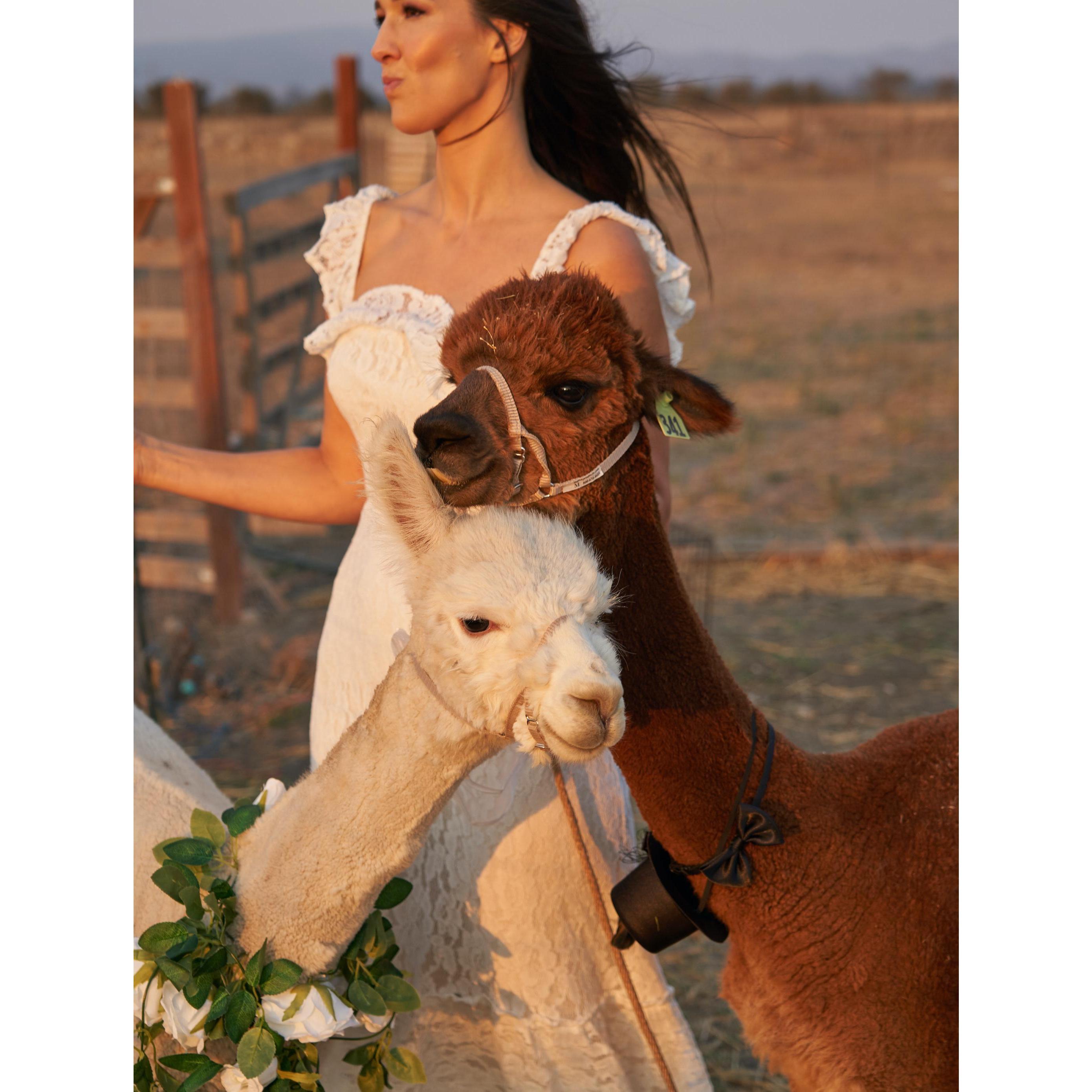 The comfiest chin rest.