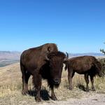 BISON RANGE
