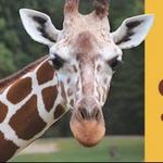 Caldwell Zoo