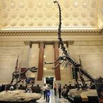 American Museum of Natural History