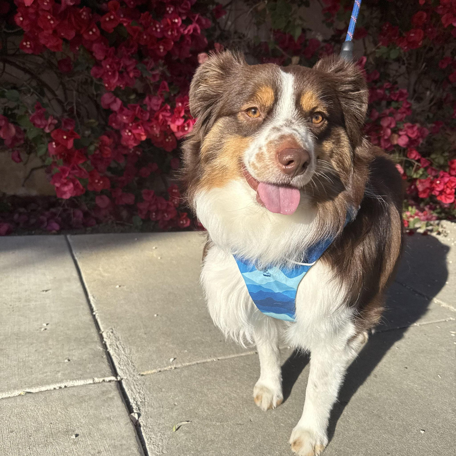 Jake, our beautiful best friend we adopted last year from Andres' grandparents.