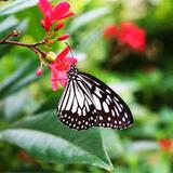 Florida Museum of Natural History