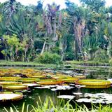 Botanical Garden of Rio de Janeiro