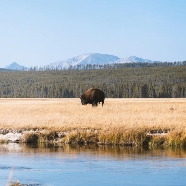 Honeymoon to Yellowstone/Bozeman