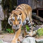 Lincoln Park Zoo