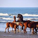 Corolla Wild Horses