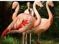 Flamingo Wildlife Habitat