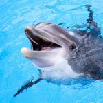 Swim with Dolphins