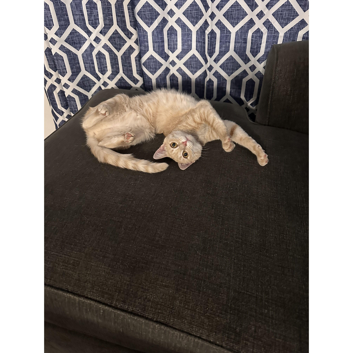Our sweet Nala