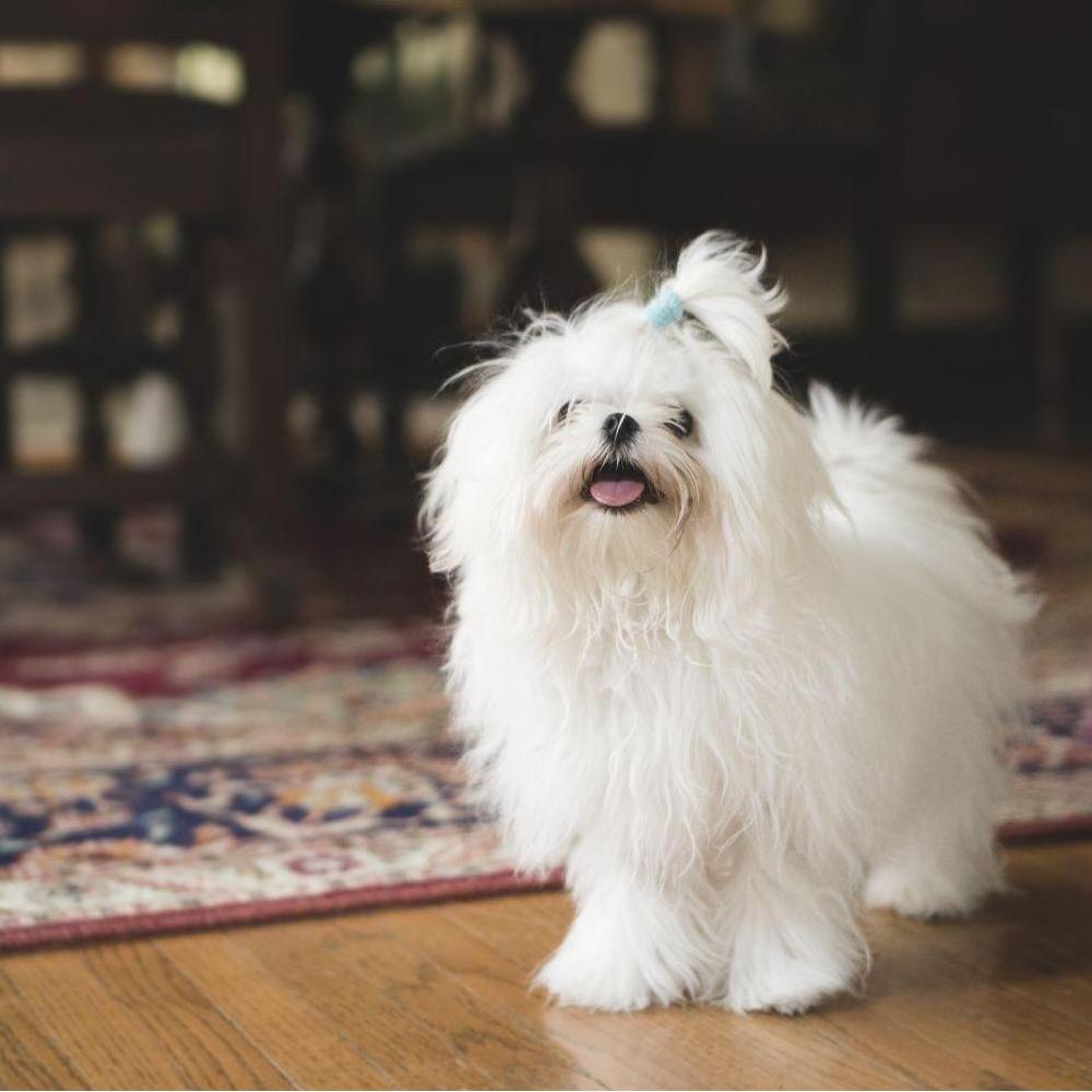 Hello!  I am Coco, the "Best Dog"!  I can't wait to wear my wedding day outfit!