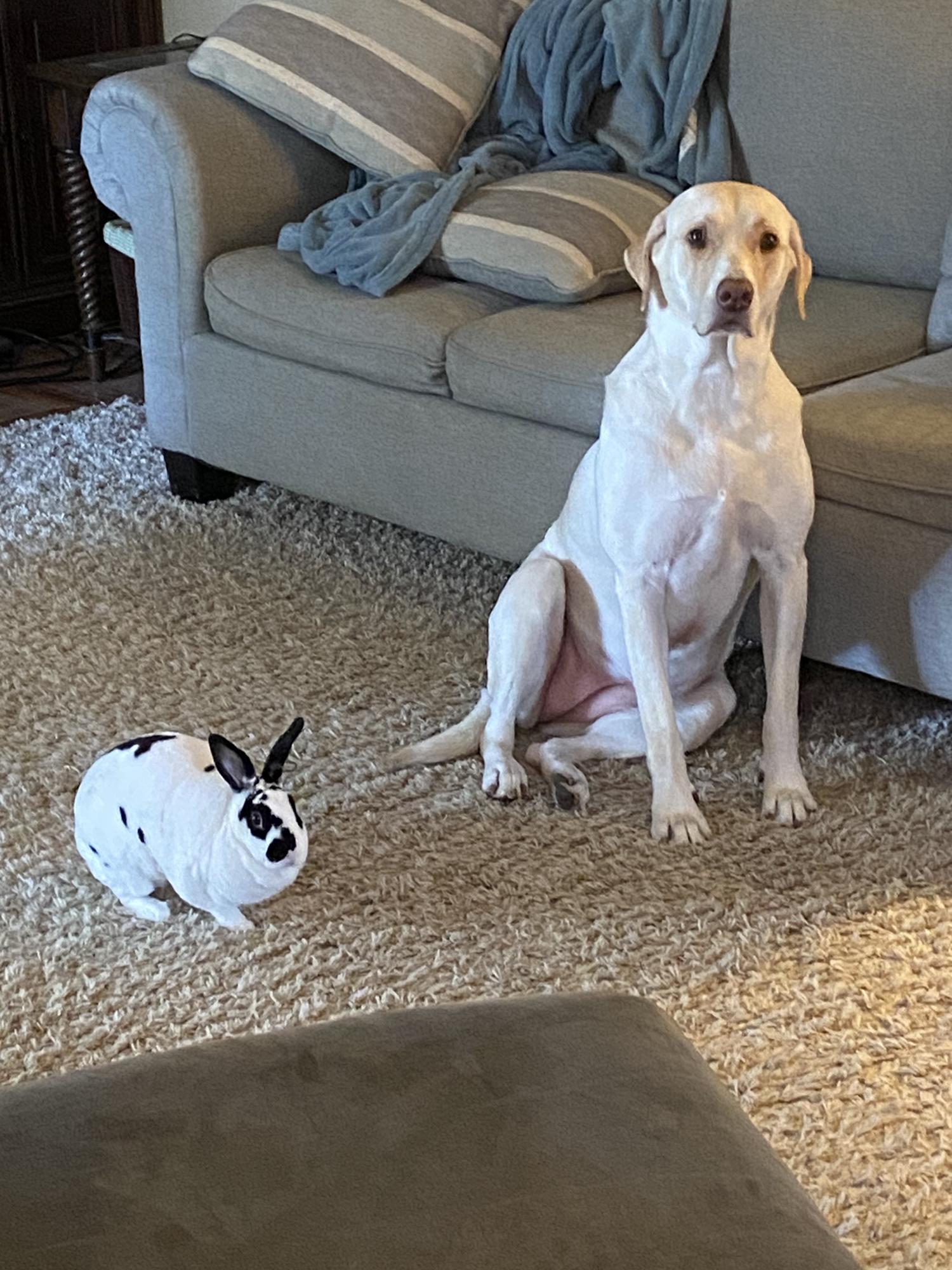 At home working the security detail. 
          Coconut and Bailey