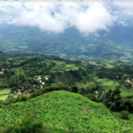 Coffee Experience/Tour
