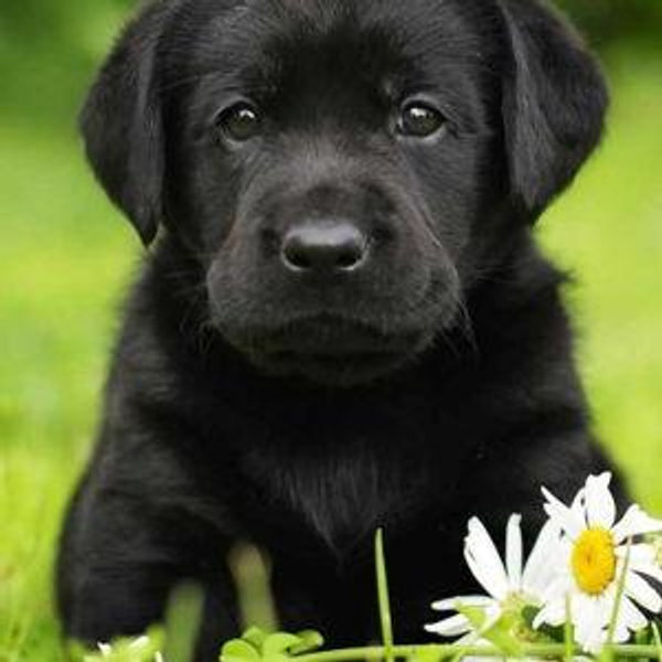 Our New Puppy