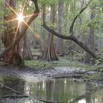 BREC's Bluebonnet Swamp Nature Center
