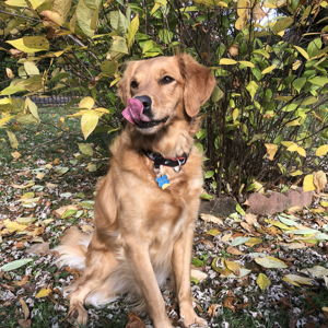 🦴 Holland & Dewey's Treat 'n Toy Fund