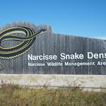 Narcisse Snake Dens