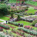 International Rose Test Garden