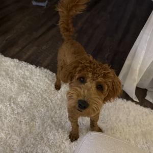 Emmi Dog Sitter Fund for Honeymoon