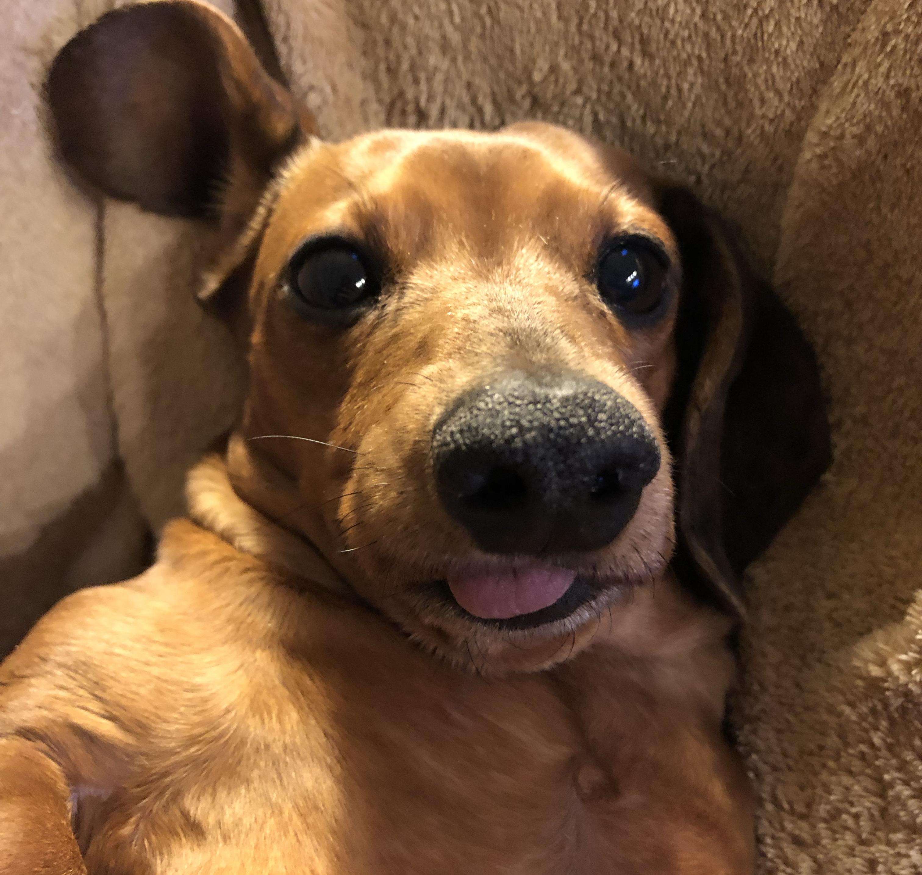 Puppy Fund
