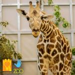 Lincoln Children's Zoo