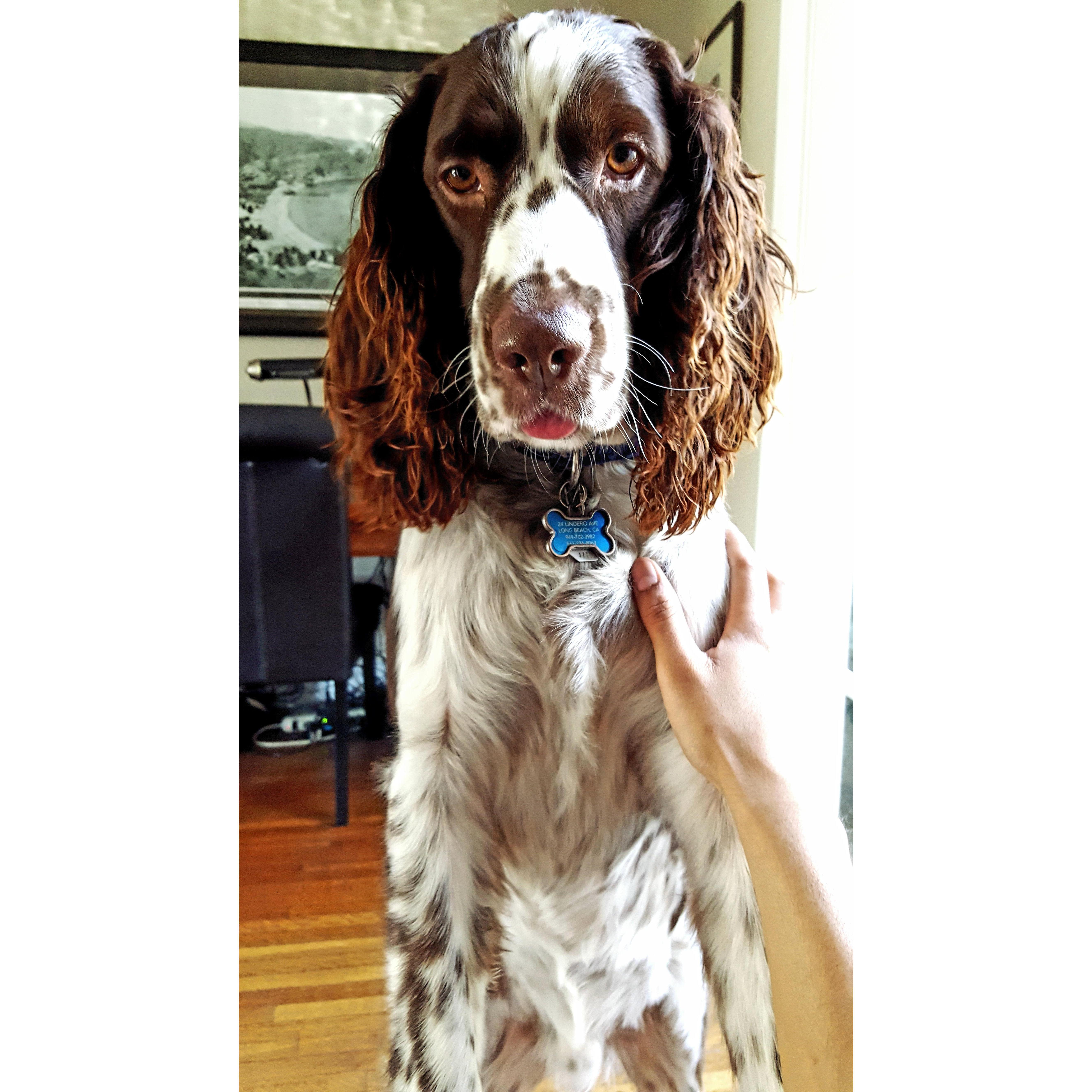Our boy Blue back from our long trip from Colorado rescuing him!