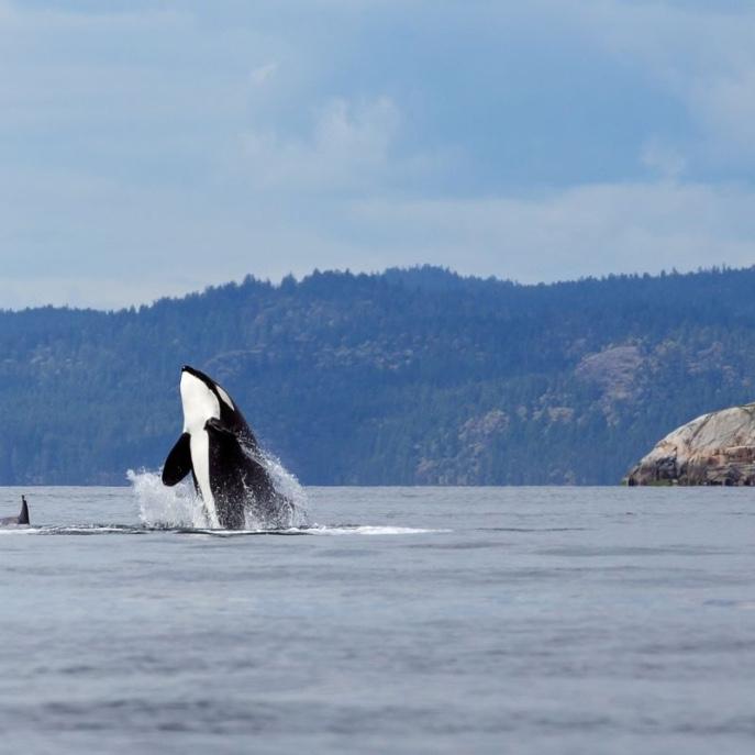 Honeymoon Whale Watching for Two
