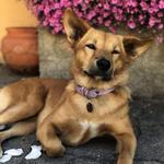 Nala's Past-times
