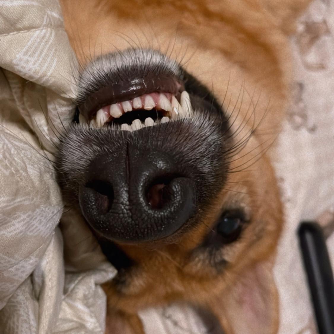 Roo- smile !