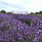 Lavender By the Bay