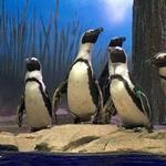 Miami Seaquarium