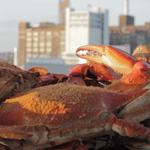 L.P. Steamers