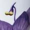 Pansy