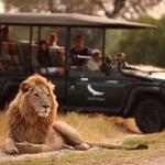 Safari Game Drive