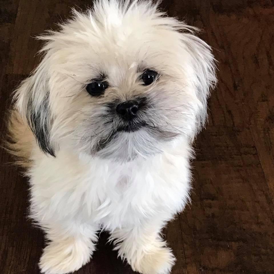 Floof nugget Herbie entered our lives on 12.22.16.