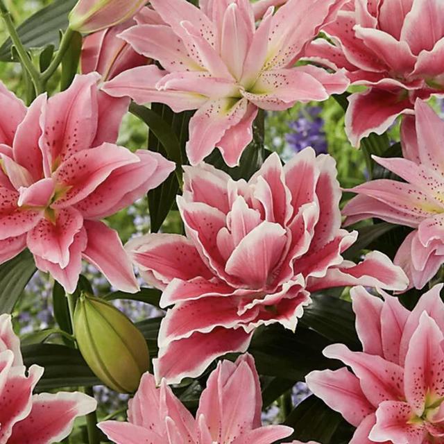 Lilium Roselily Bulbs