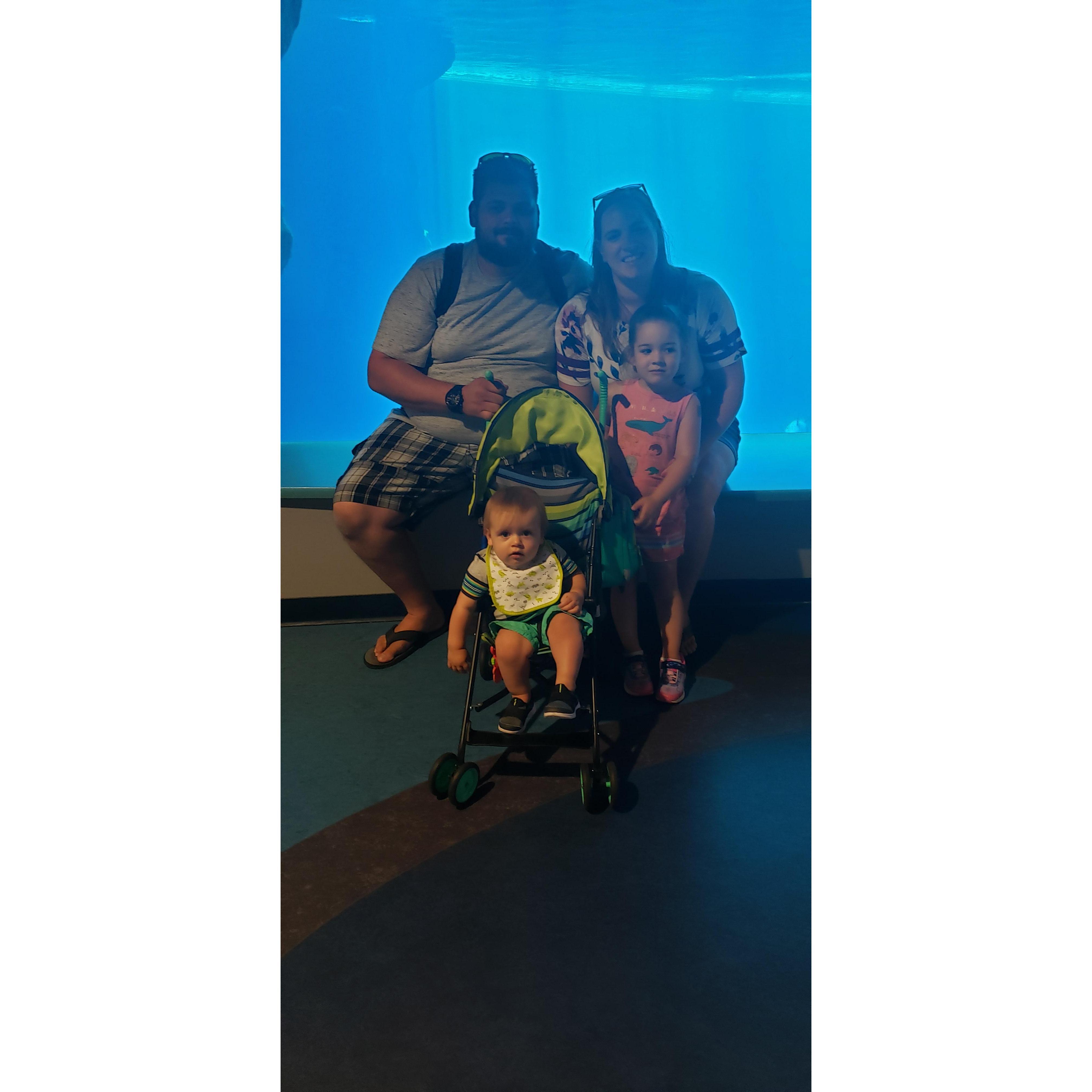 Shedd Aquarium