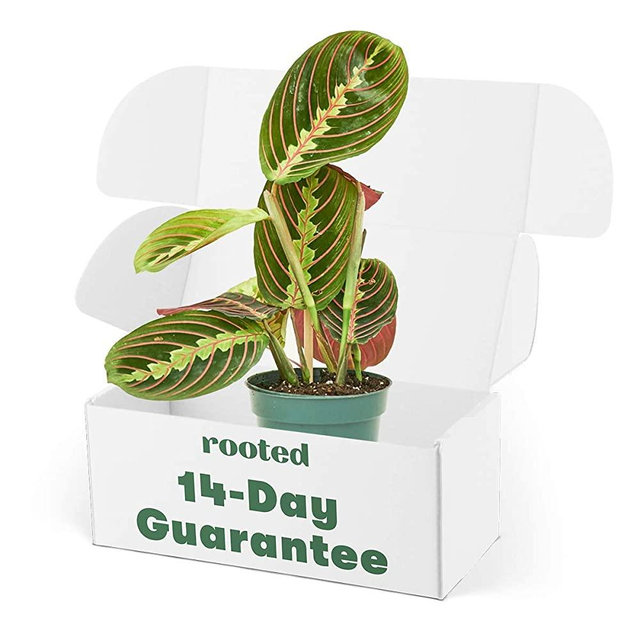 Rooted Red Prayer Plant - Maranta leuconeura | Live, Easy to Grow, and Low Maintenance Houseplant (4-inch Pot)