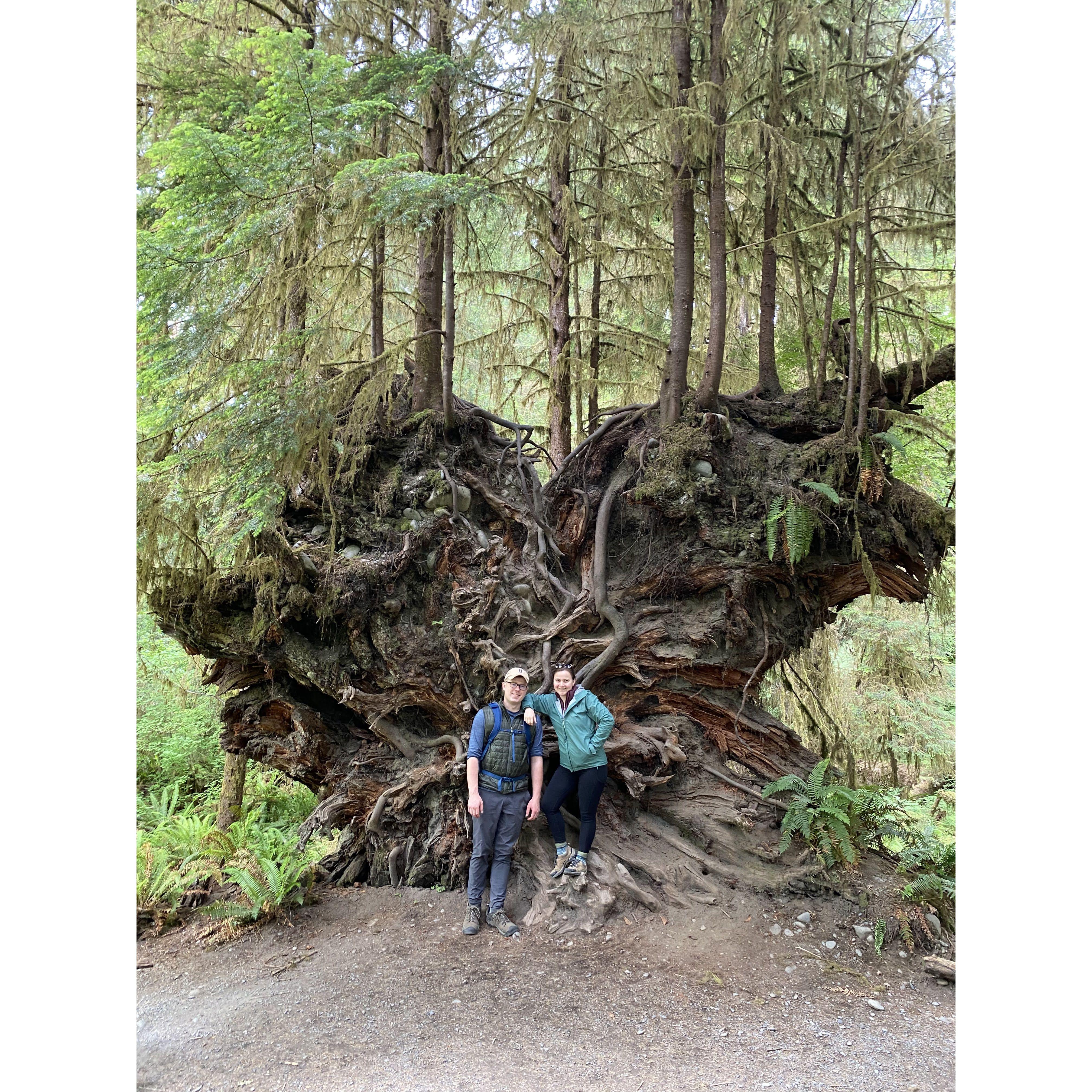 Hoh Rain Forest, Olympic National Park