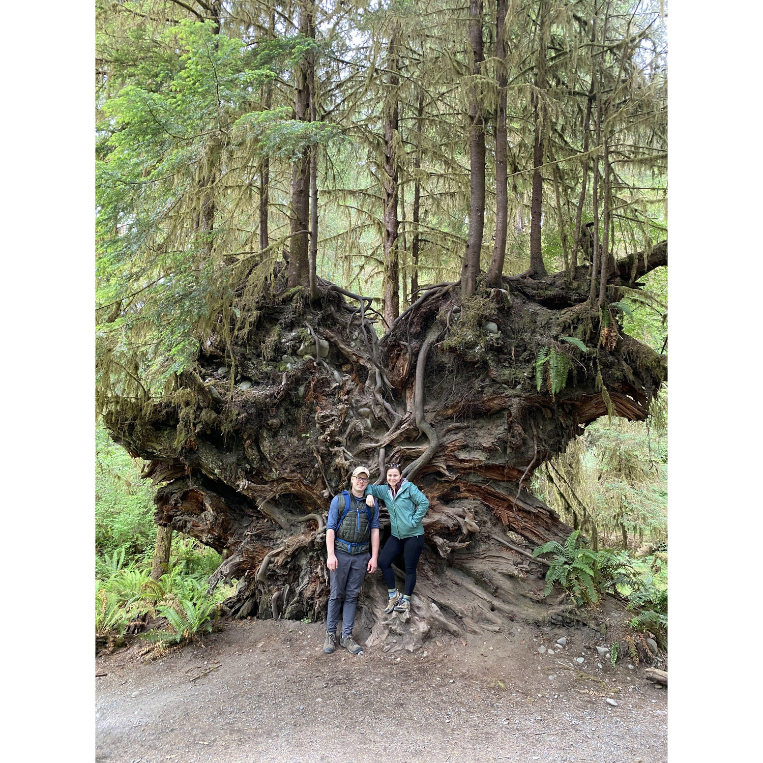 Hoh Rain Forest, Olympic National Park