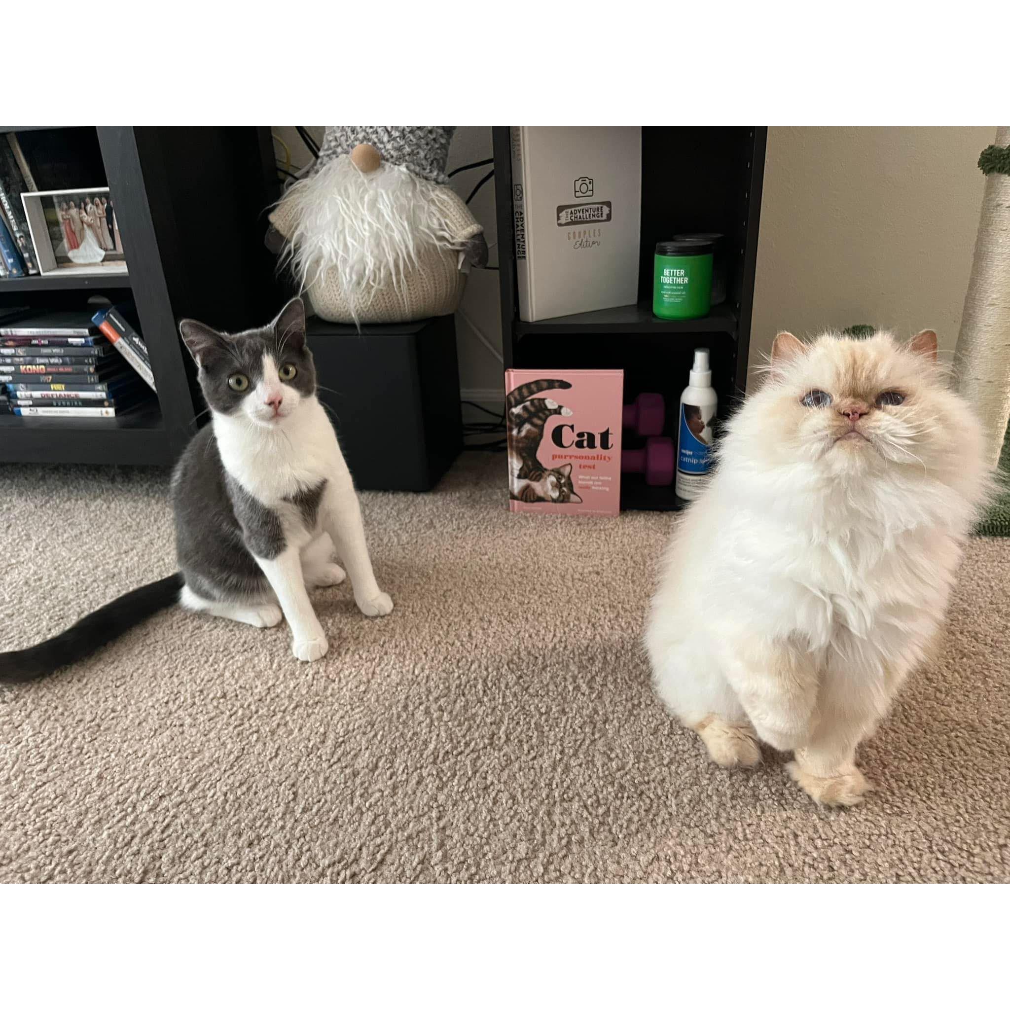 We rescued a kitten together. Her name is Pico (on left). This is our favorite photo of our two cats.
