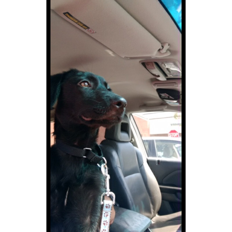 First picture we ever got of Addy. On her way to the vet with the foster mom.