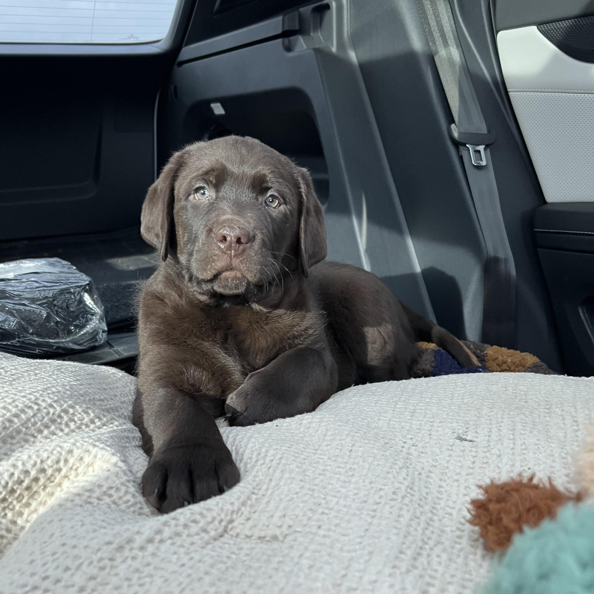 We decided to get a puppy 🐶