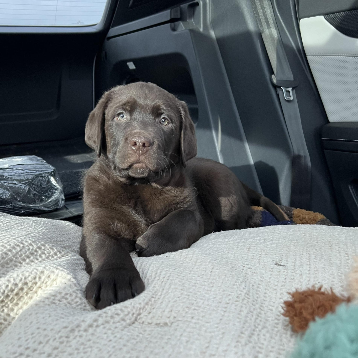 We decided to get a puppy 🐶