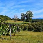 Chateau Meichtry Family Vineyard and Winery