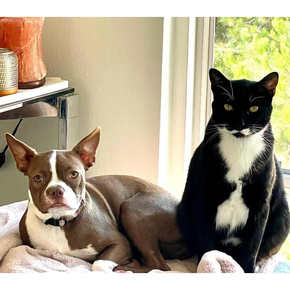 ❤️Our babies, Bebe & Boddington! ❤️