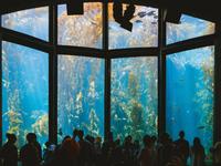 Monterey Bay Aquarium