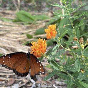 Florida Native Plants Society