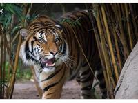 Houston Zoo