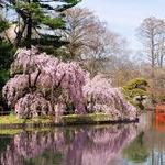 Brooklyn Botanic Garden